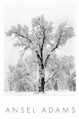 Oak Tree; Snowstorm