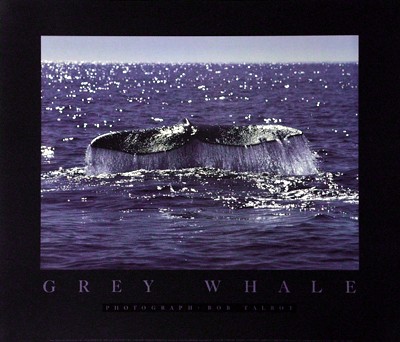 Whale Tale