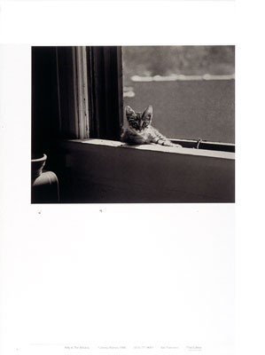 Kitty in the Window *
