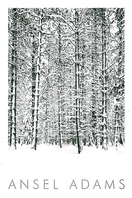 Pine Forest in Snow