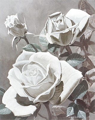 White Roses *