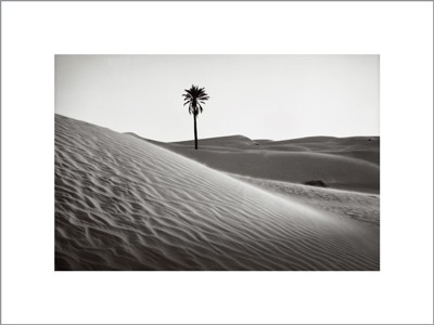 Palm Tree Mauritania