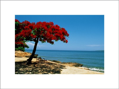 The Red Tree; Cuba