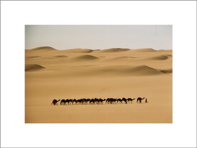 Camel Train; Mauritania
