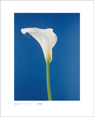 Cala Lily; Nature's White on Deep Blue