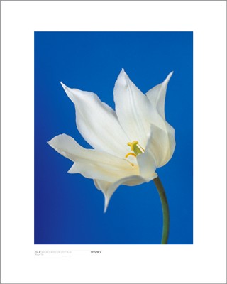 Tulip; Nature's White on Deep Blue