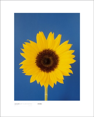 Sunflower; Burnt Yellow on Deep Blue