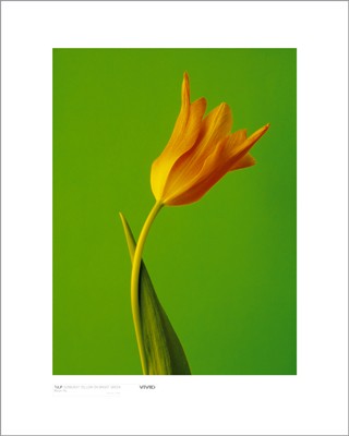 Tulip; Sunburnt Yellow on Bright Green