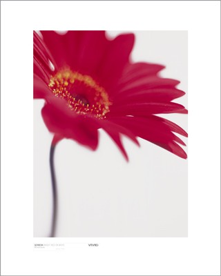 Gerbera; Bright Red on White (detail)