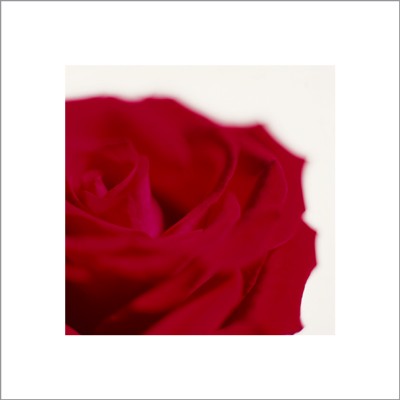 Rose; Dark Red on White