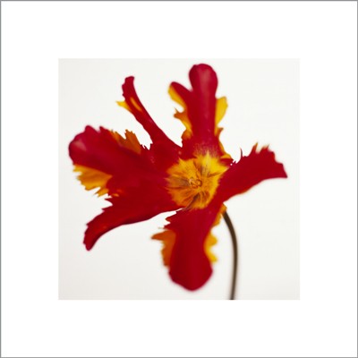 Parrot Tulip; Bright Red on White