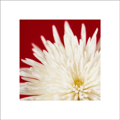 Chrysanthemum; White on Dark Red