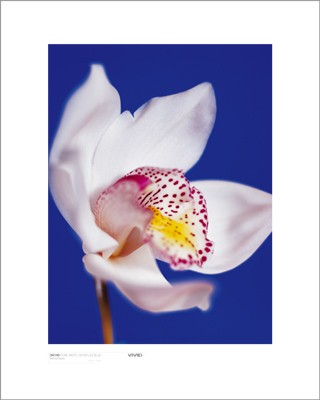 Orchid; Pure White on Reflex Blue