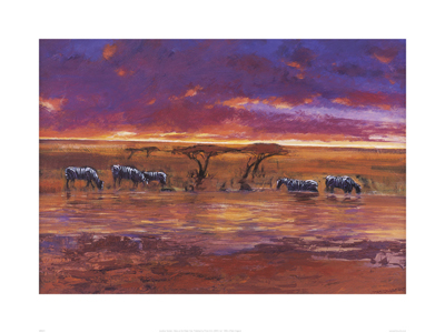 Zebra at the Water Hole