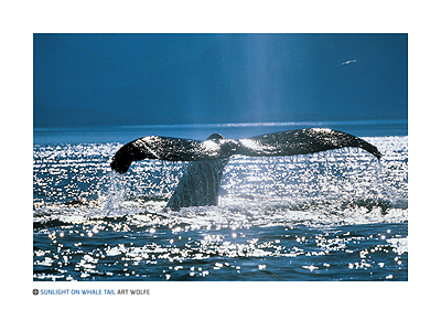 Sunlight on Whale Tail