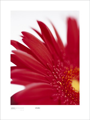 Gerbera; Bright Red on White (detail 2)