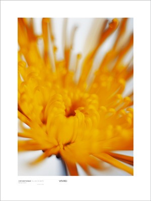 Chrysanthemum; Yellow on White