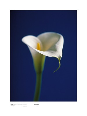Arum Lily; White on Blue Background