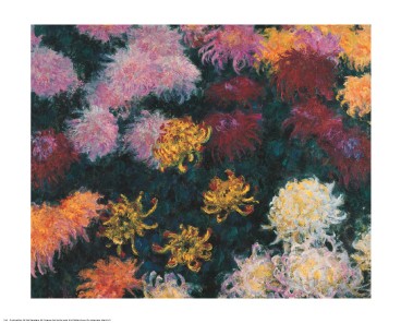 Chrysanthemum; 1897