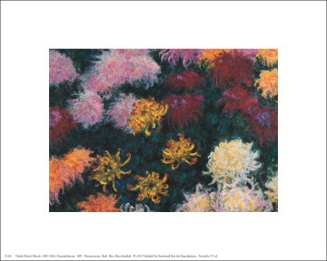Chrysanthemum; 1897