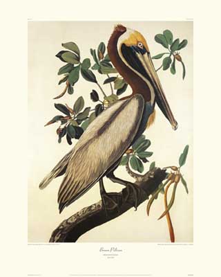 Brown Pelican