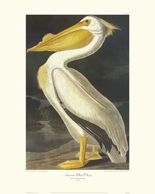 American White Pelican