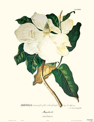 Magnolia #33