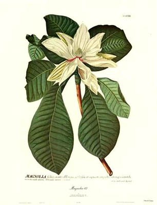Magnolia #62
