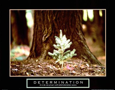 Determination - Little Pine