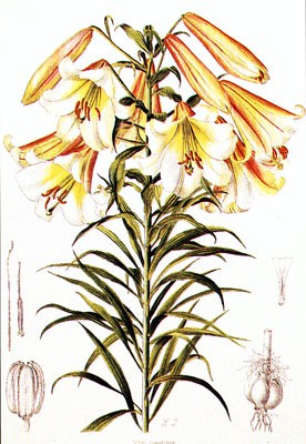 Lilium Centifolium *
