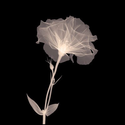 Bud in Bloom (Sepia) *