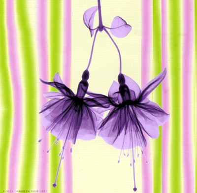Bridal Veil in Lilac Shimmer *