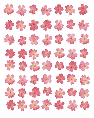 Eight Lines of Pink Flowers