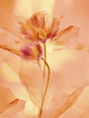 Transparence VII