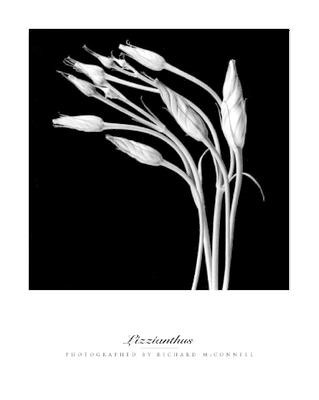 Lizzianthus