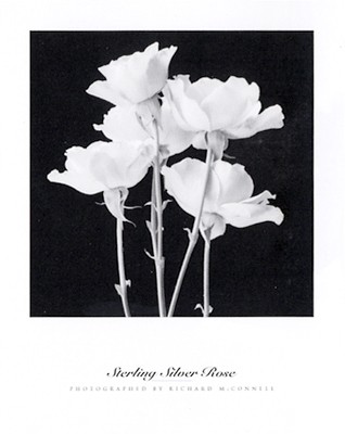 Sterling Silver Rose