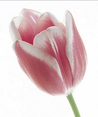 Tulip in Bloom