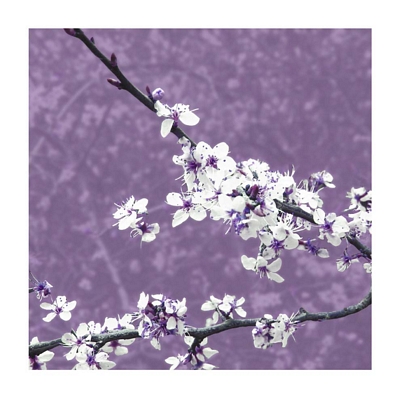 Blossom in Lilac