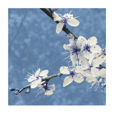 Blossom in Blue