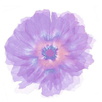 Fleur Violette