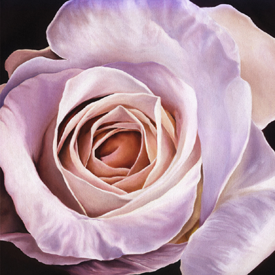 White Rose at Dusk