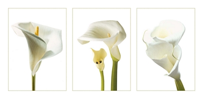 Calla Lilies