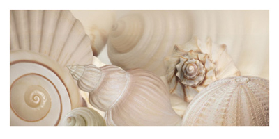Shells I