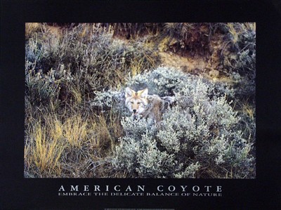 American Coyote