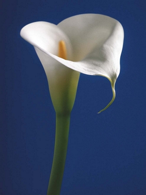 Calla on Blue I