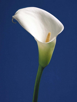 Calla on Blue II
