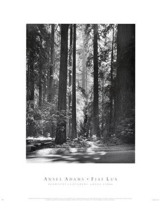 Redwoods; Founders Grove