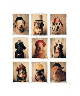 Hats and Dogs