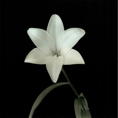 Lily; Flower Series VI *