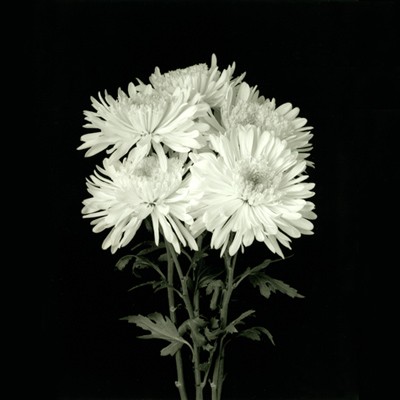 Daisies; Flower Series IX *